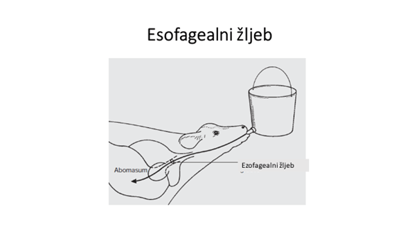 sano-ezofagealni-žljeb-teladi