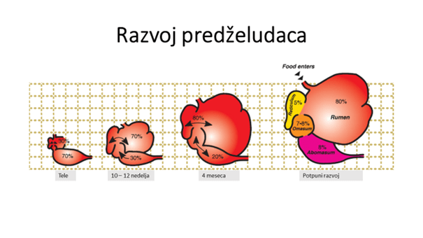 Proces-razvoja-predželuca-kod-teladi