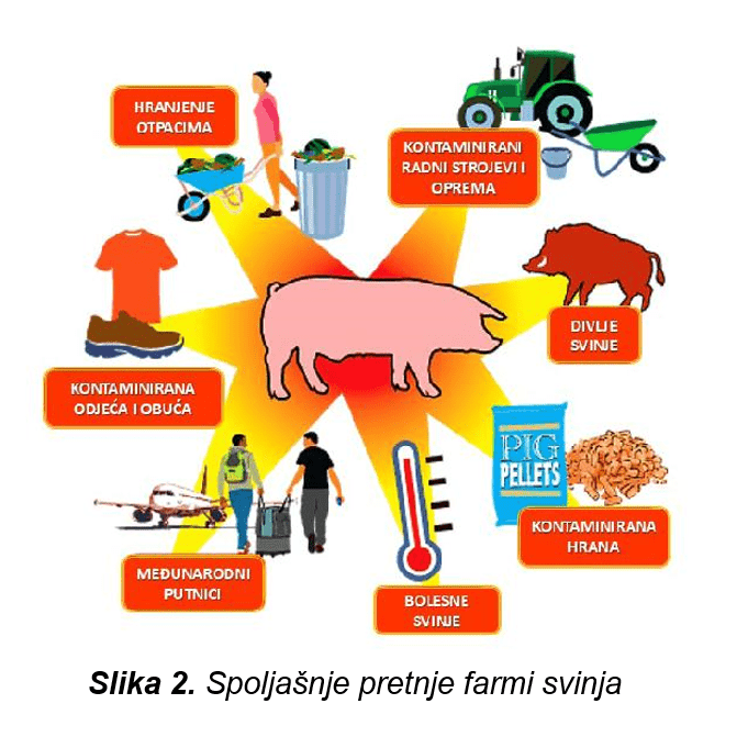 biosigurnost-svinjarstvo-sano-Spoljašnje-pretnje-farmi-svinja