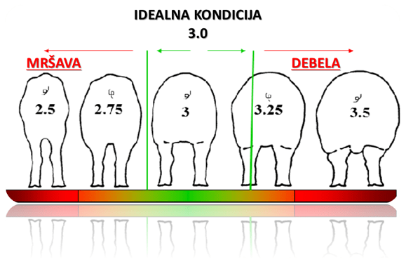 sano-prikaz-kondicije-krmača