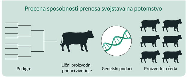 sano-procena-prenosa-svojtsava-na-potomke