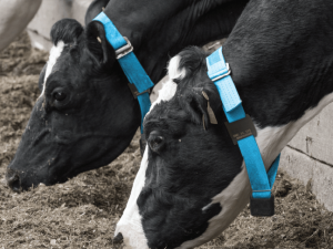 Afimilk-Silent-Herdsman