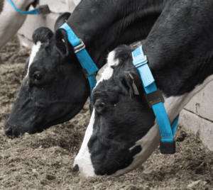 Afimilk-Silent-Herdsman