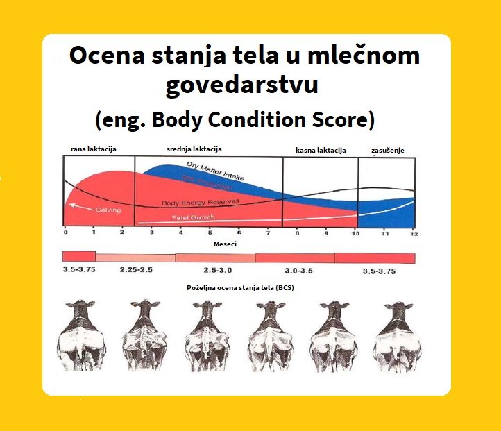 Ocena-stanja-tela-BCS