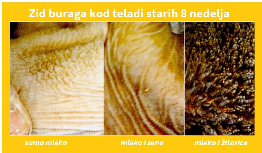 zid-buraga