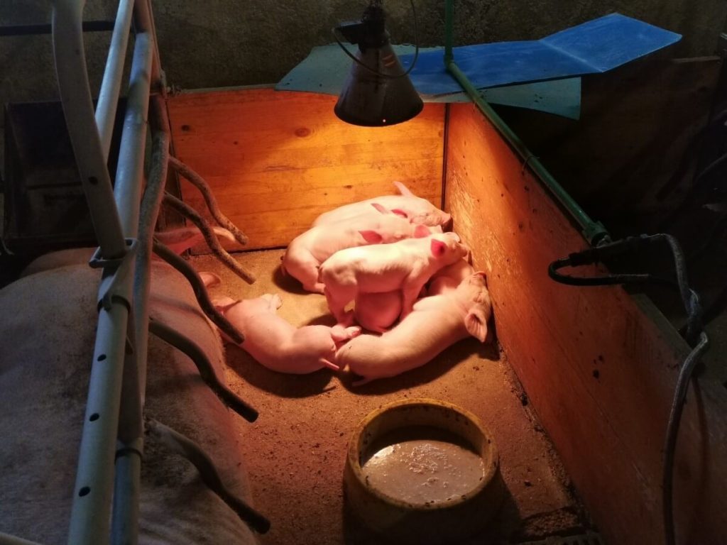sano hranje prasadi tokom toplih dana