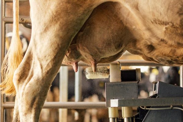 Detalj čišćenja vimena pre muže